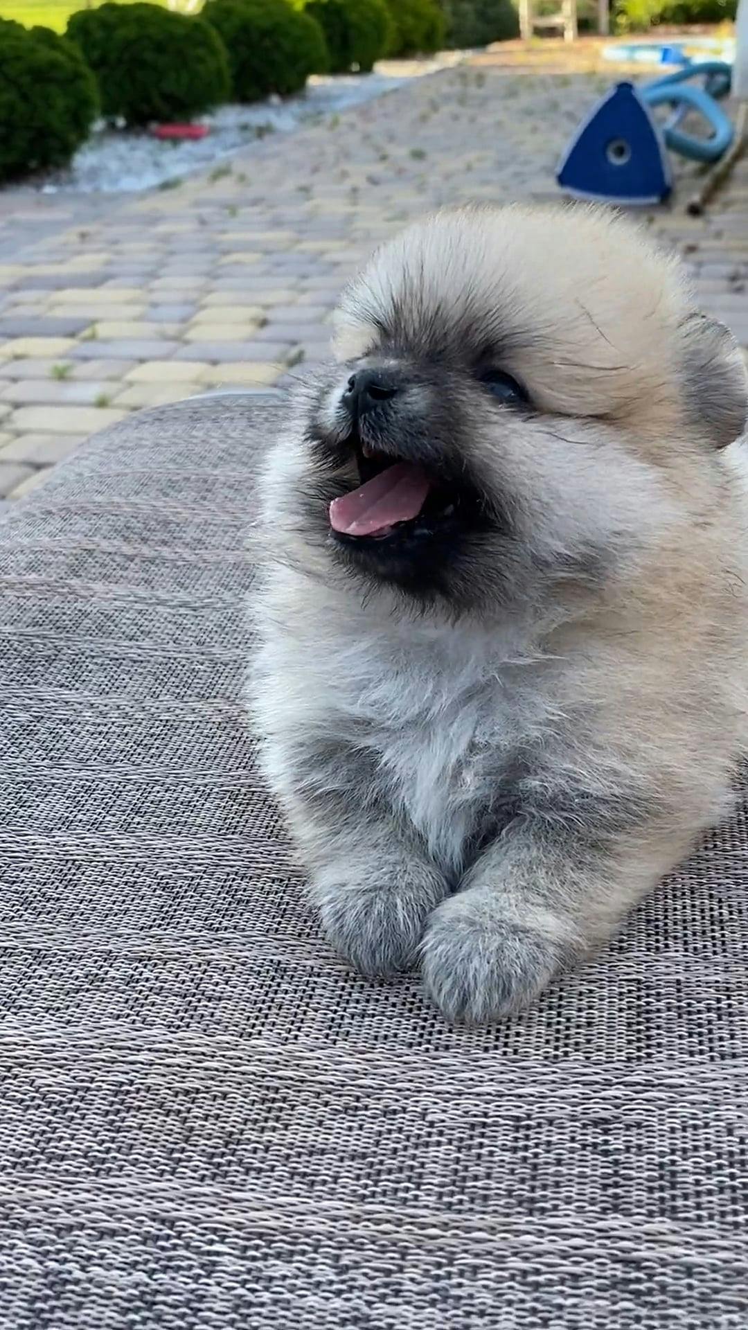 Cute Dog
